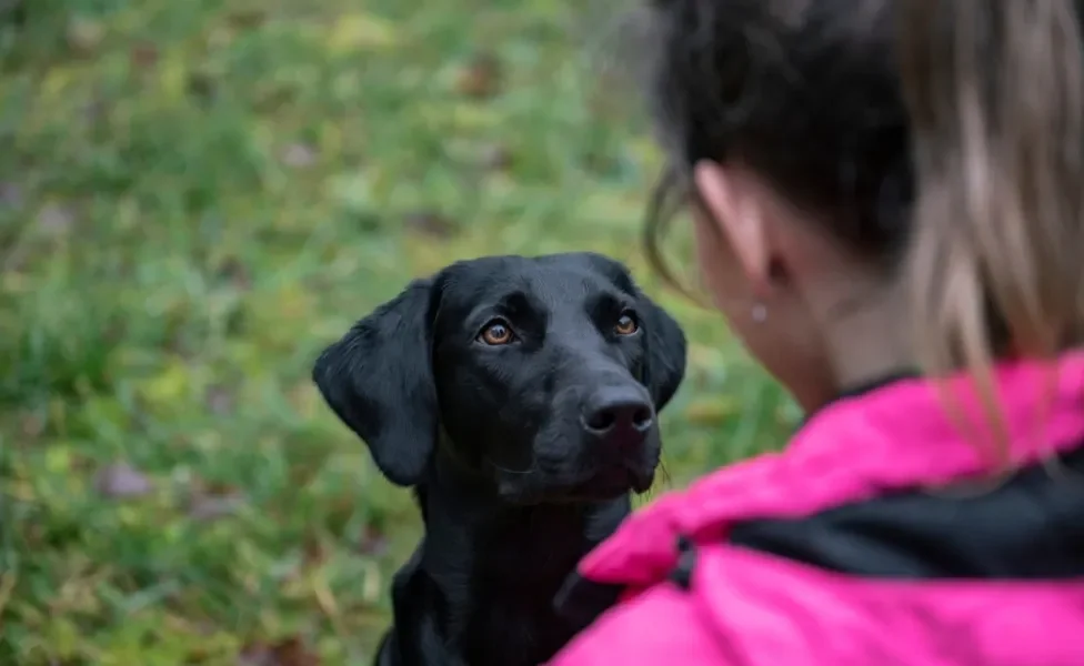 cachorro olhando nos olhos da dona