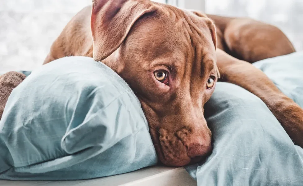 cachorro deitado com a cabeça encostada no travesseiro