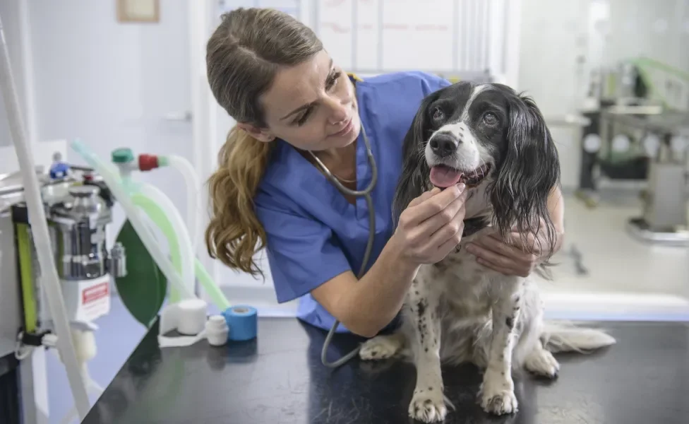 cachorro no veterinário