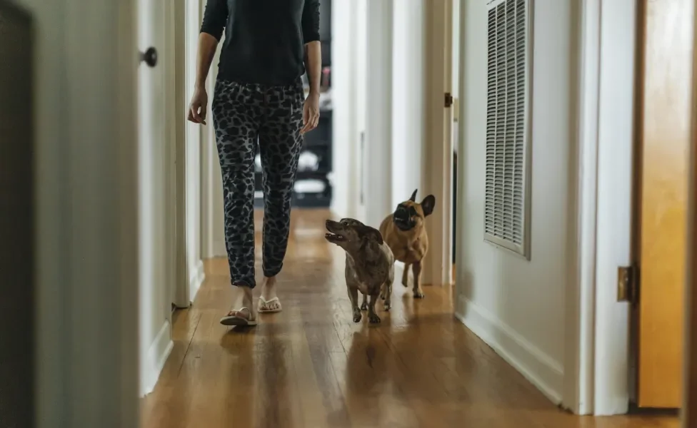 cachorros seguindo tutora no corredor