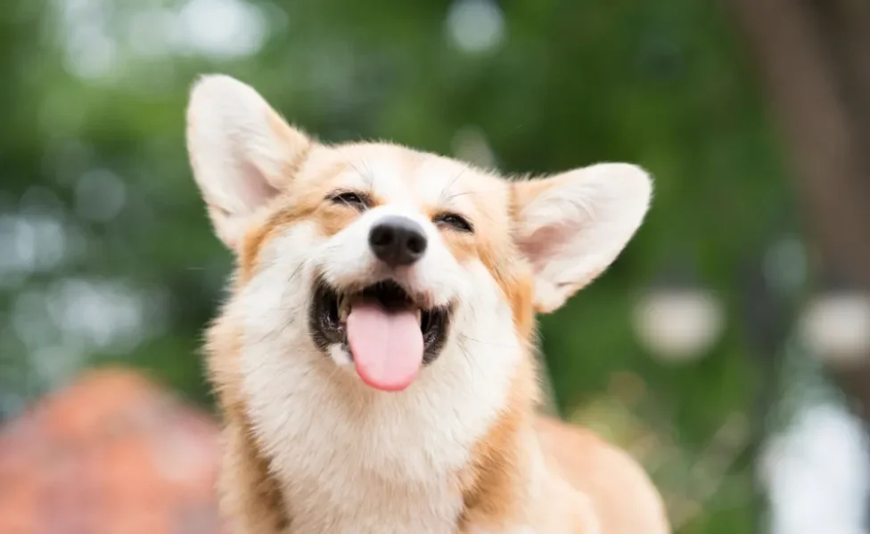 cachorro feliz com língua de fora