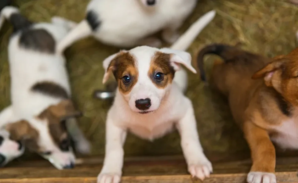 cachorros abandonados no abrigo