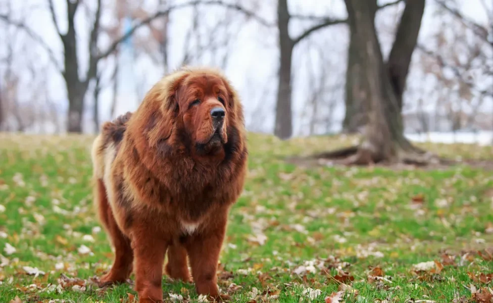 Mastim Tibetano em pé na floresta