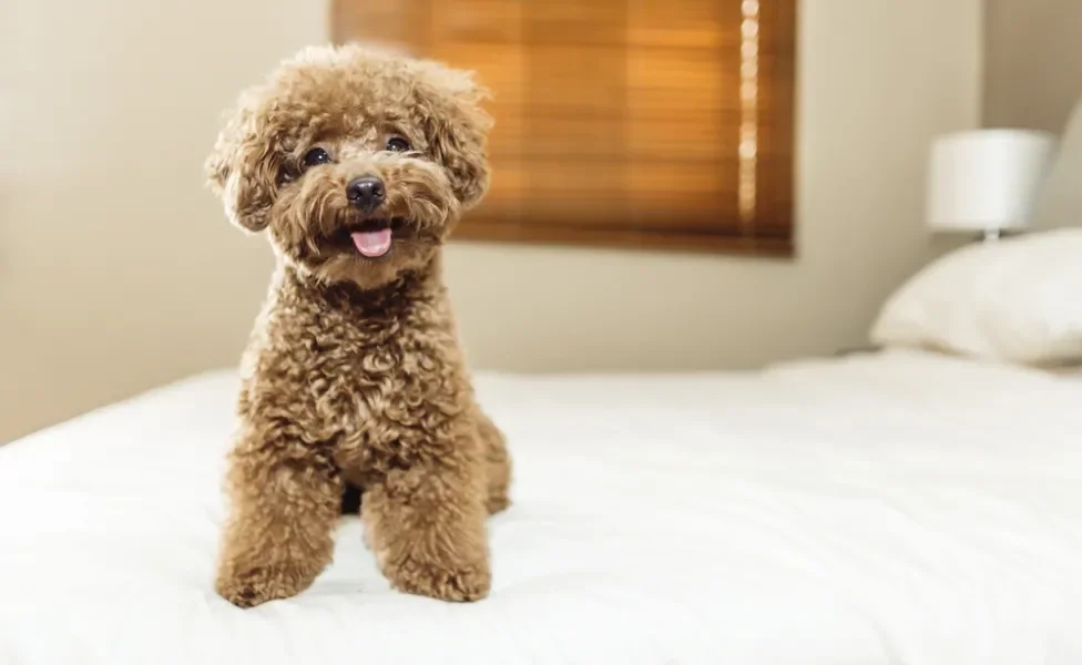 cachorro inteligente: poodle sentado em cima de cama