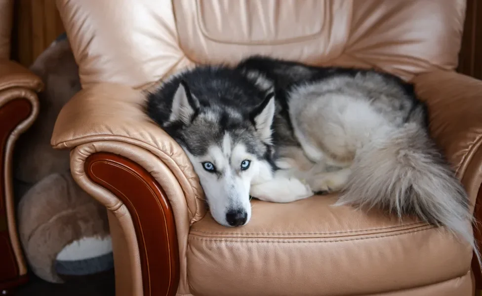 Husky Siberiano deitado em poltrona