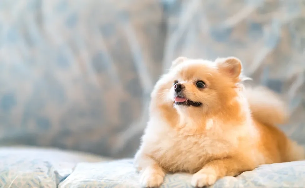 Lulu da Pomerânia sentado no sofá