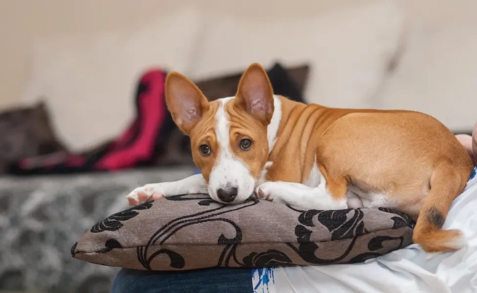 Basenji deitado em sofá