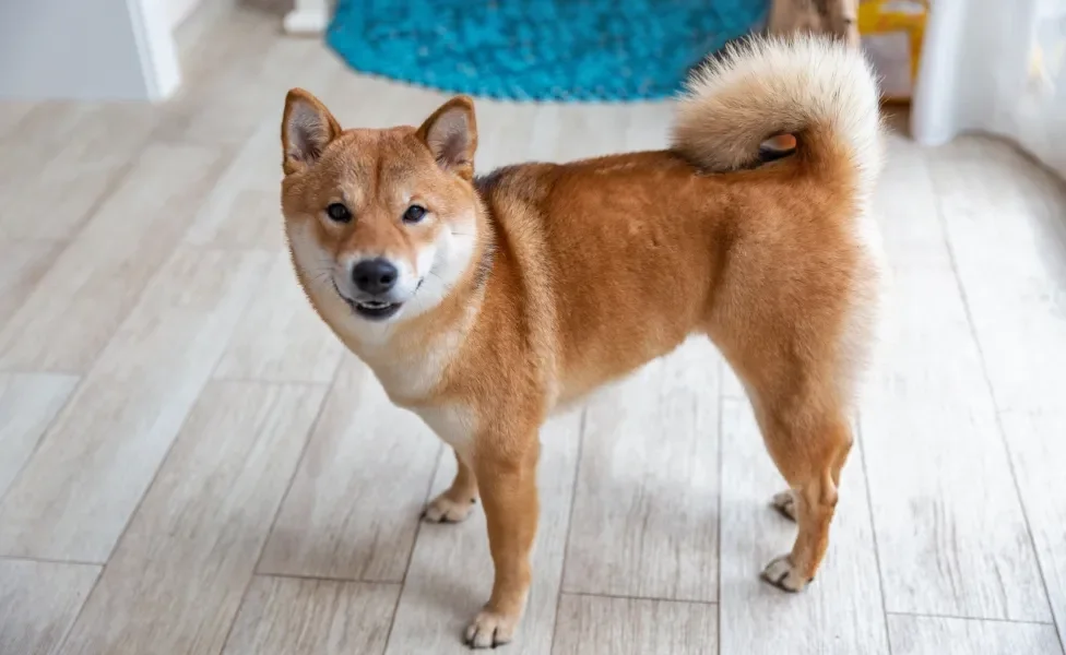 Akita em pé dentro de casa