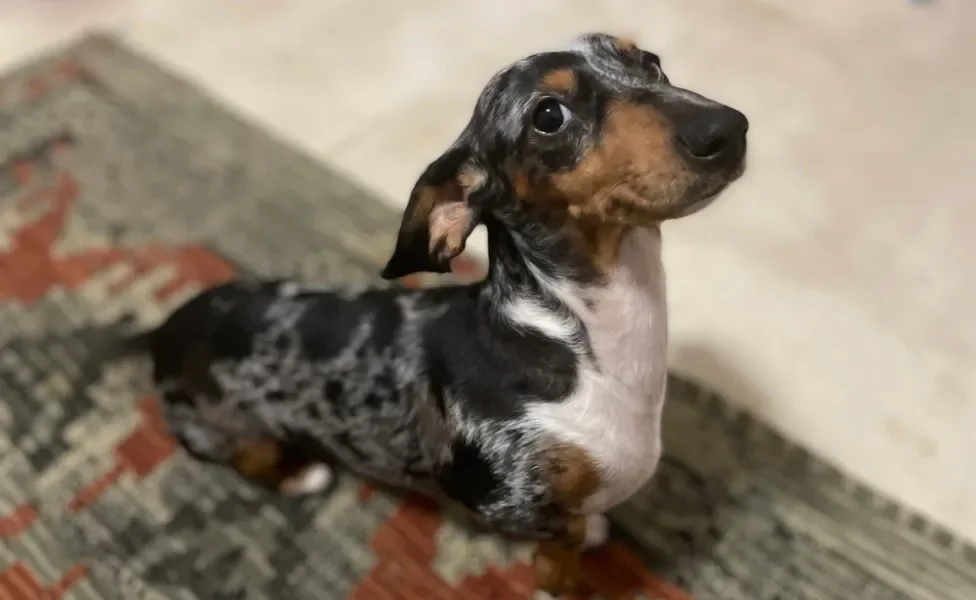 Dachshund sentado em cima de tapete