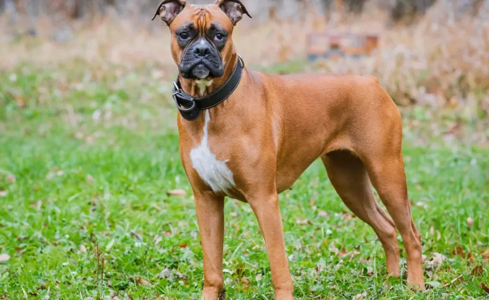 cachorro boxer de pé na grama