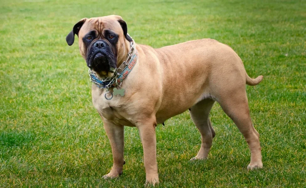 bullmastiff de pé na grama