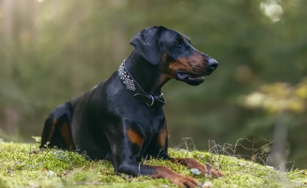 doberman deitado em cima do gramado