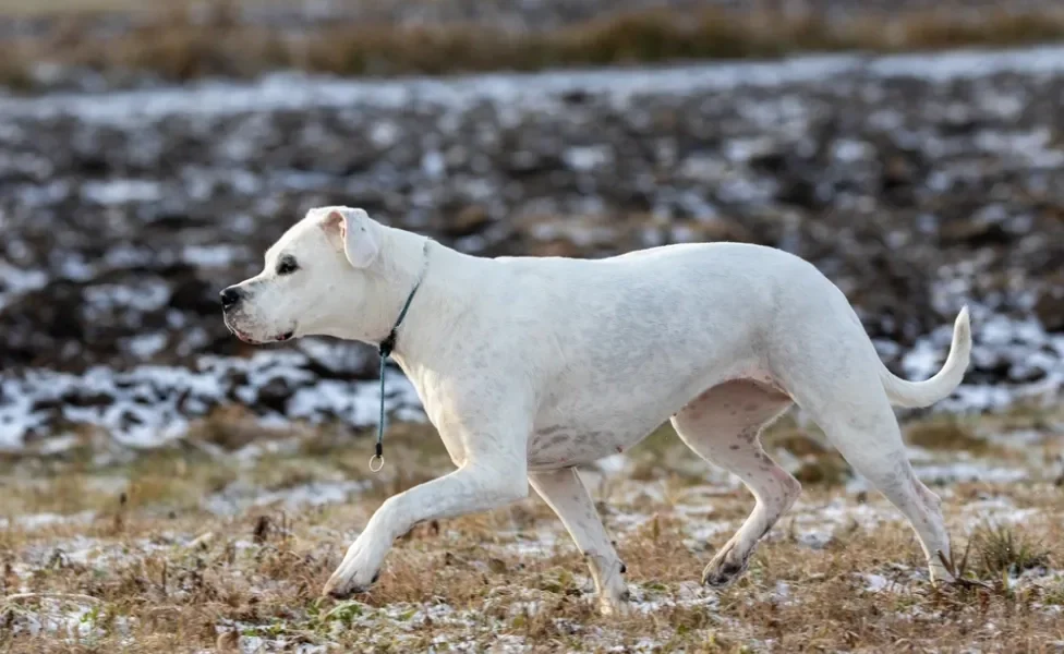 dogo argentino de pé ao ar livre