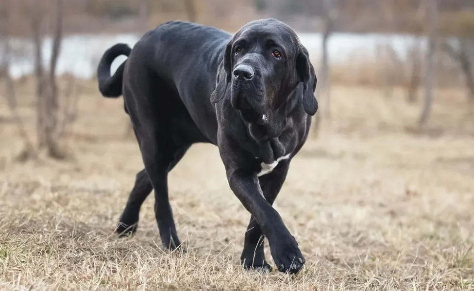 fila brasileiro em pé na grama