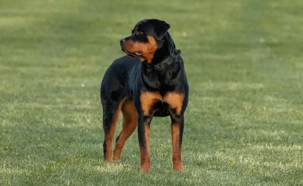 rottweiler olhando atentamente ao redor