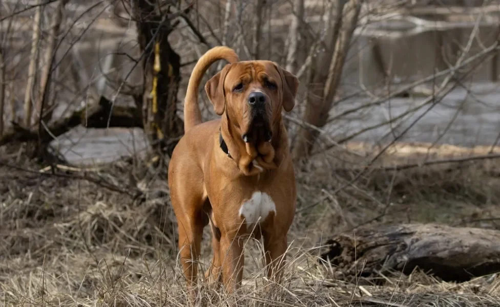 cachorro tosa inu em pé na natureza