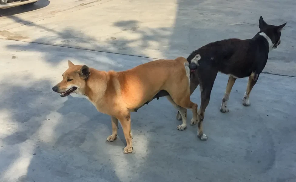 dois cachorros grudados depois de acasalar