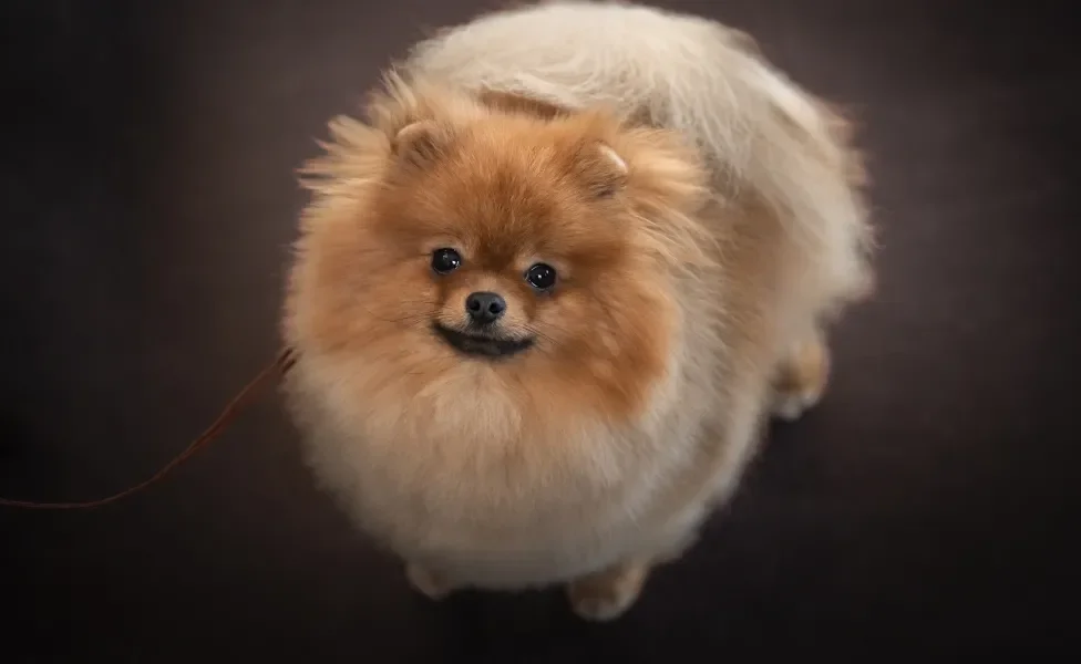 Cãozinho Lulu da Pomerânia com pelo alaranjado