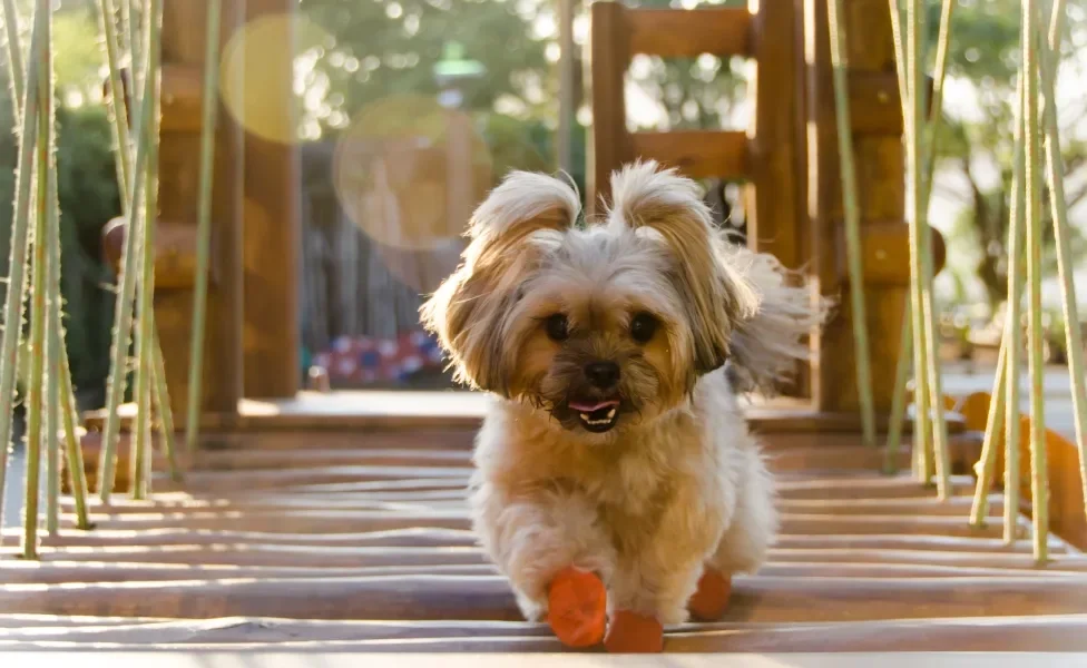 Cão Shih Tzu filhote correndo em ponte