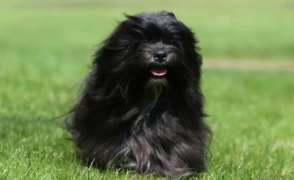 lhasa apso em pé na grama