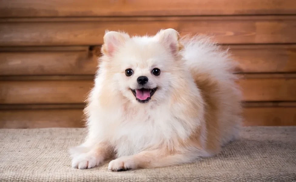 lulu da pomerânia deitado no chão