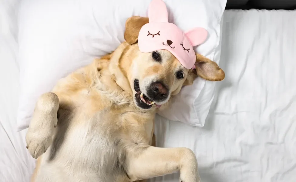 Golden Retriever deitado de barriga para cima em cama usando tapa olho rosa em cima da cabeça