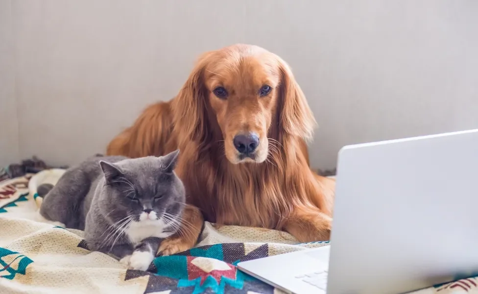 cachorro e gato deitados na cama com notebook do lado