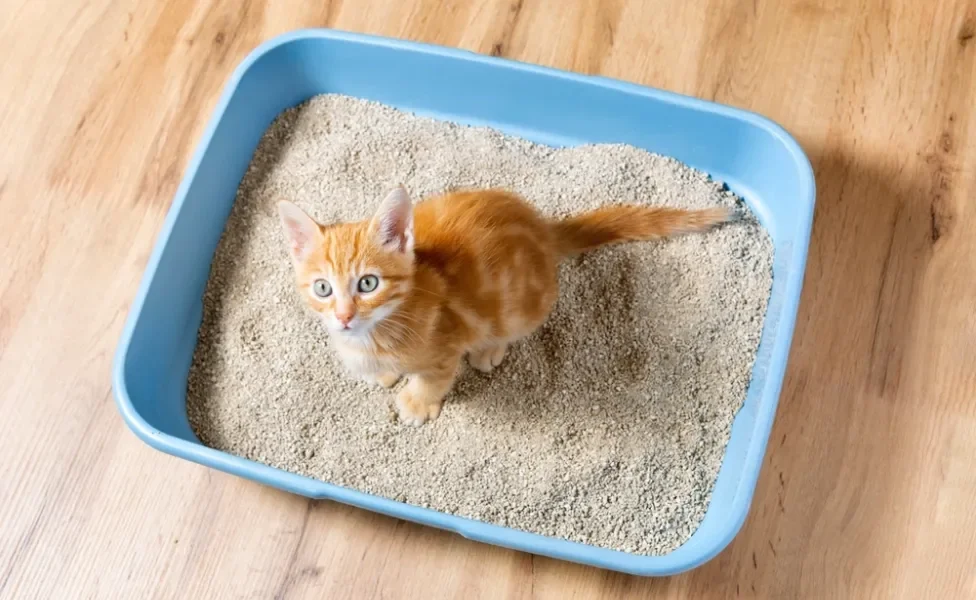 gato laranja dentro de caixa de areia para gatos grande