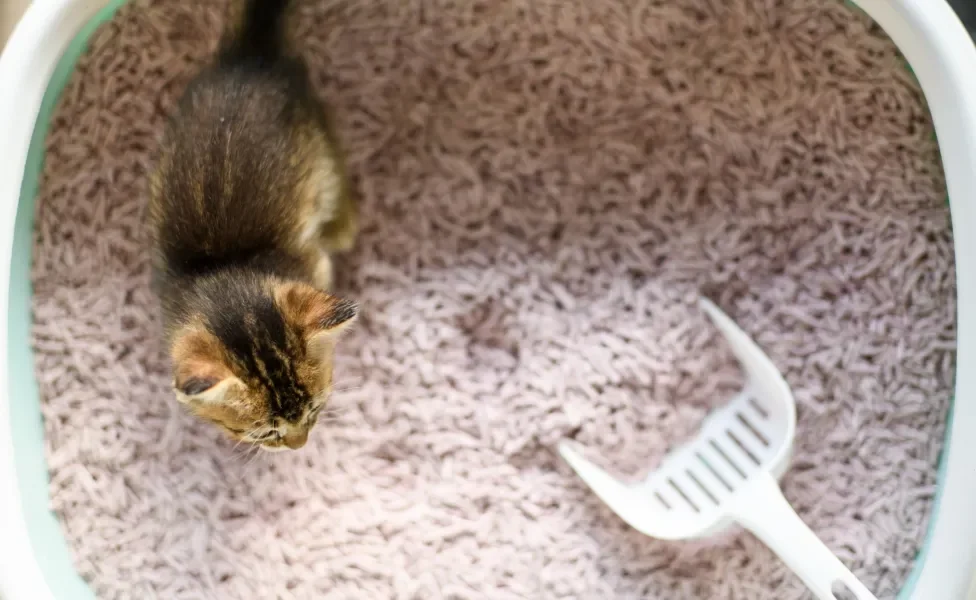 Gato filhote dentro de uma caixa de areia ao lado de uma pá