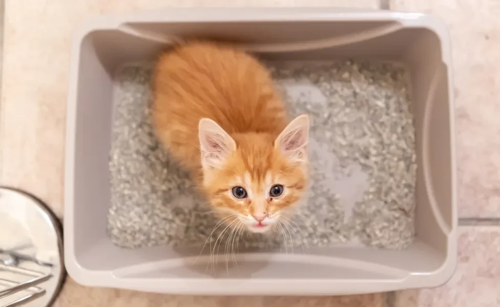 Gatinho filhote laranja dentro de caixa de areia olhando para câmera em cima dele