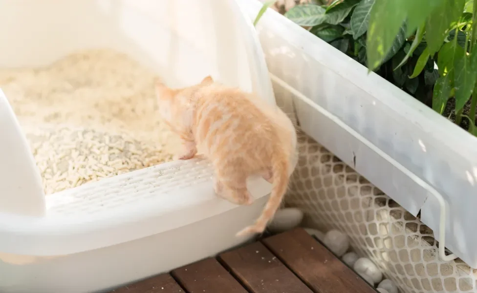 Gatinho entrando em caixa de areia branca