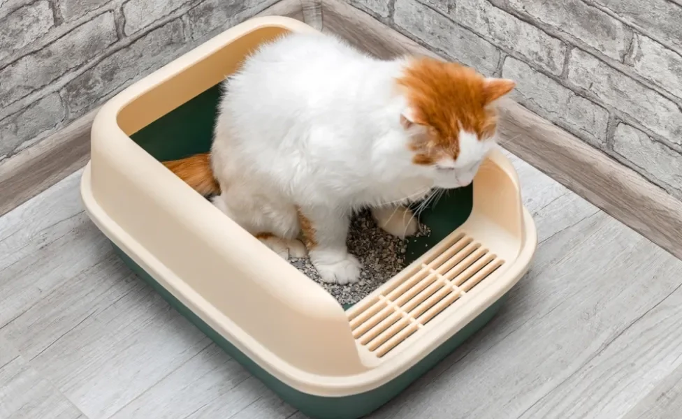 gato branco e laranja usando caixa de areia