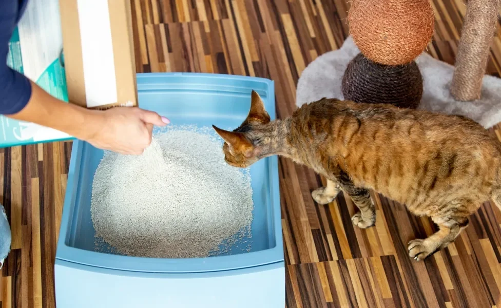 tutora enchendo a caixa de areia para gatos com uma areia