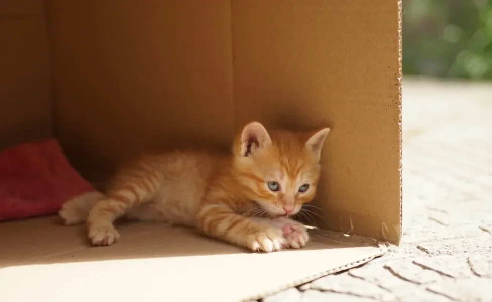 gato dentro de caixa de papelão