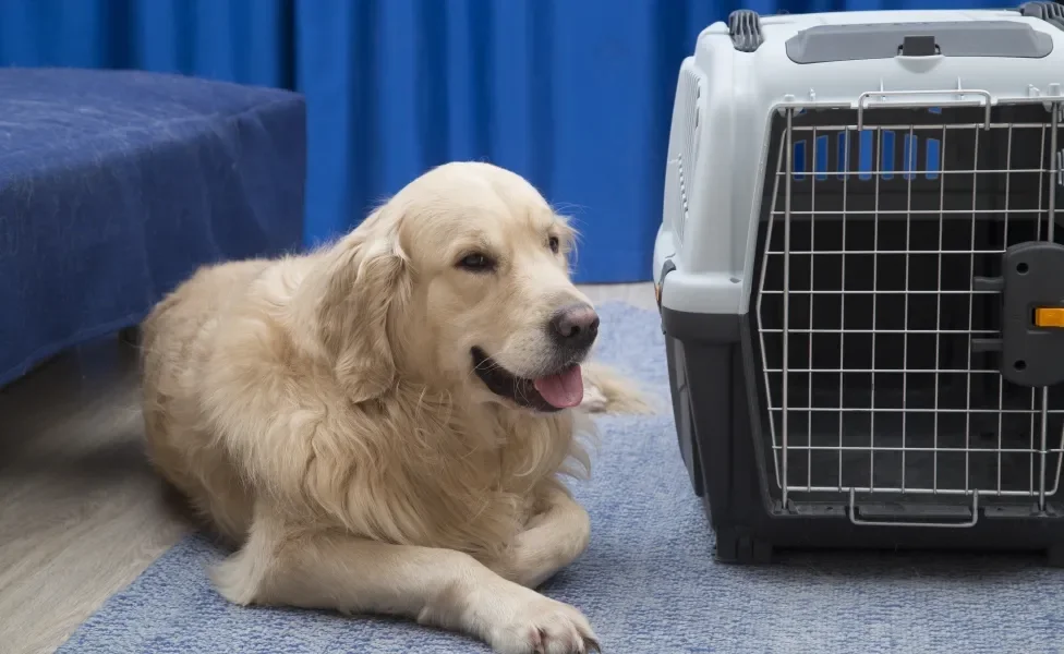 Golden Retriever deitado em chão ao lado de caixa de transporte