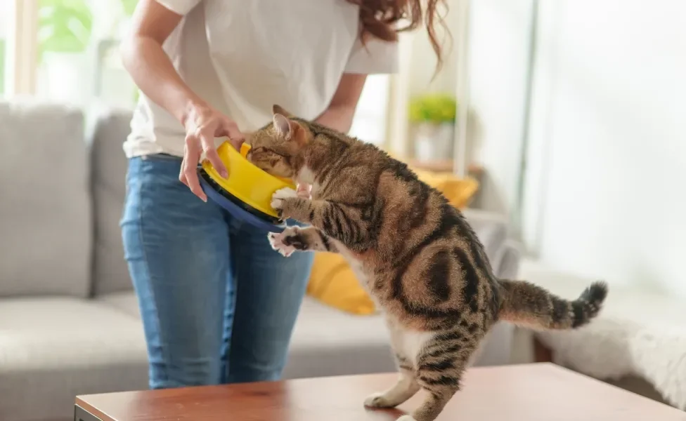 Tutora segurando pote enquanto gato come ração dentro dele