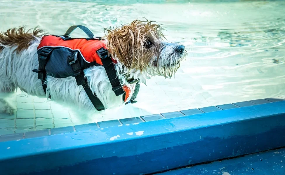 Cachorro molhado usando colete salva vidas