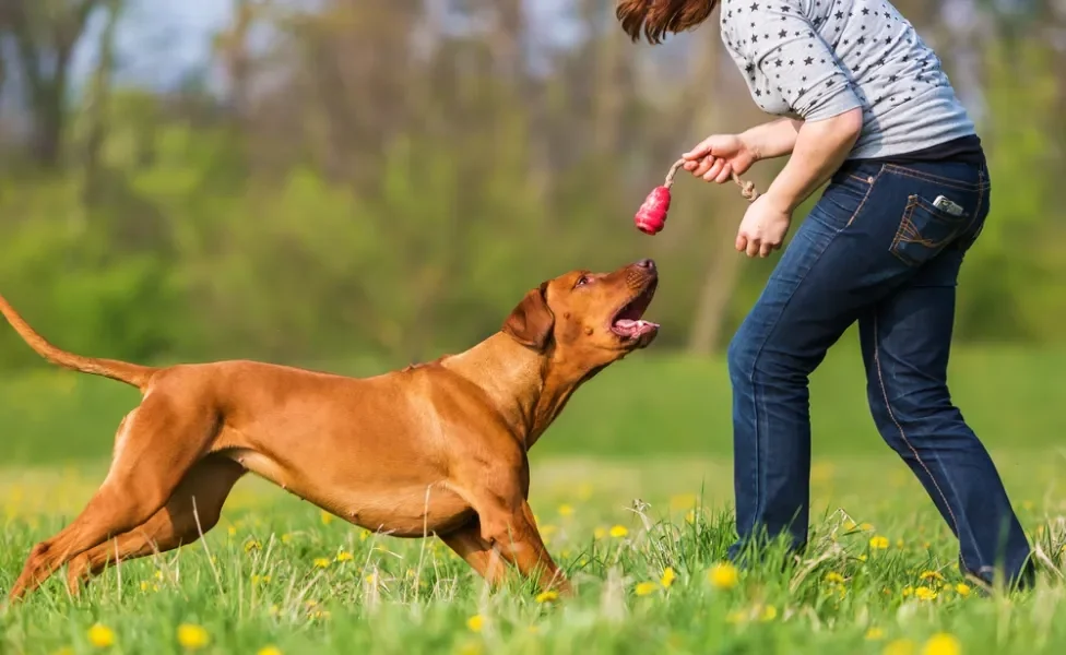 cachorro brincando com tutora no parque