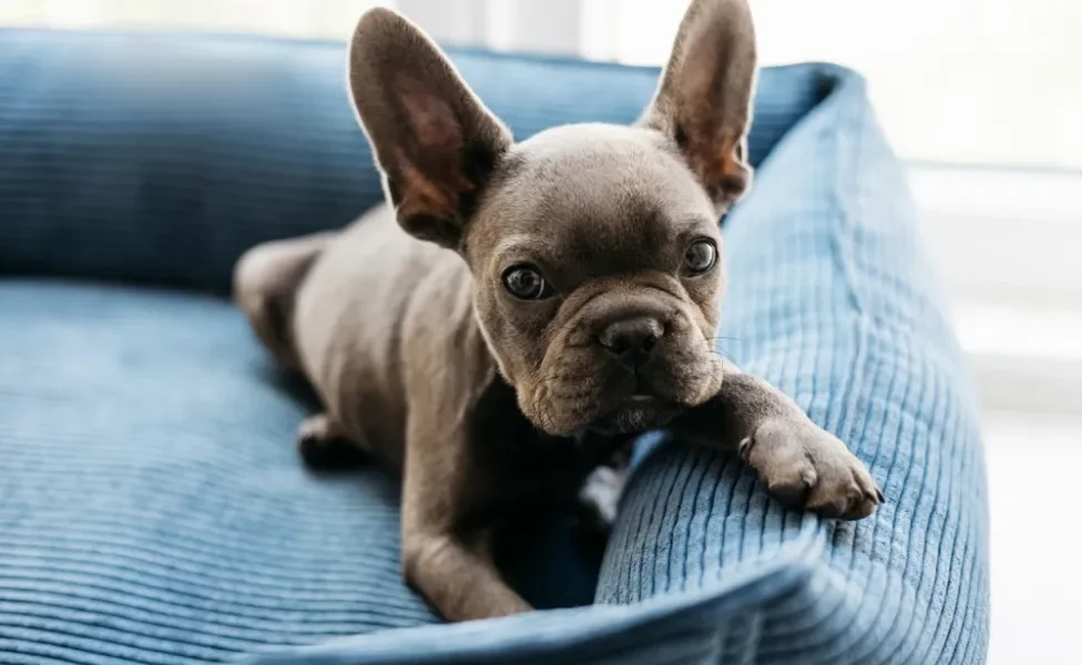 Pet deitado em uma cama para cachorro formato tradicional