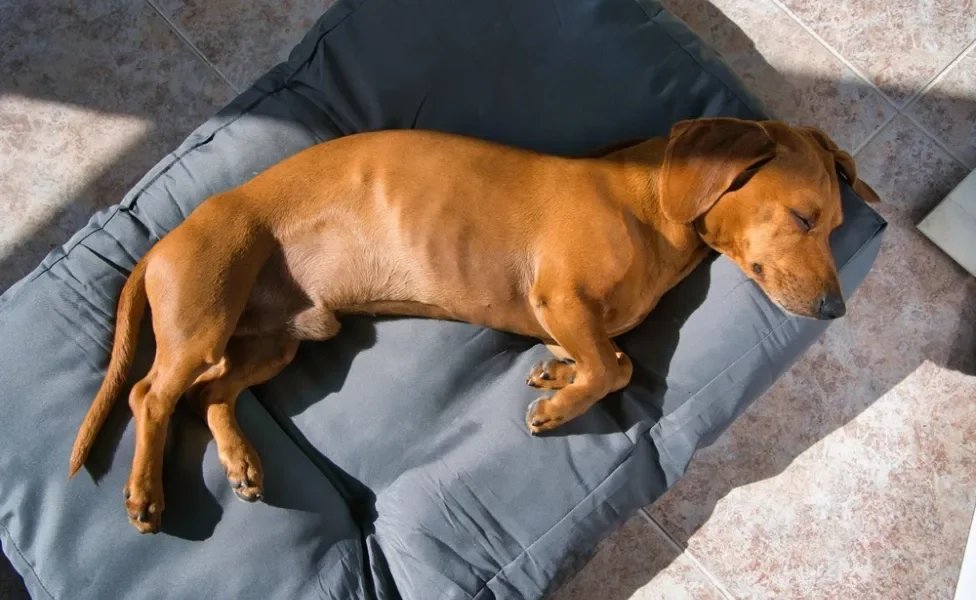 Dachshund deitado em uma cama para cachorro tipo colchonete