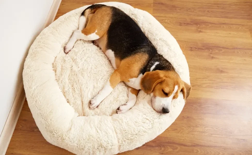 Beagle deitado em uma cama para cachorro em formato de nuvem