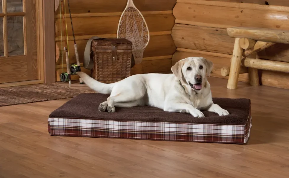 cão deitado em uma cama para cachorro box