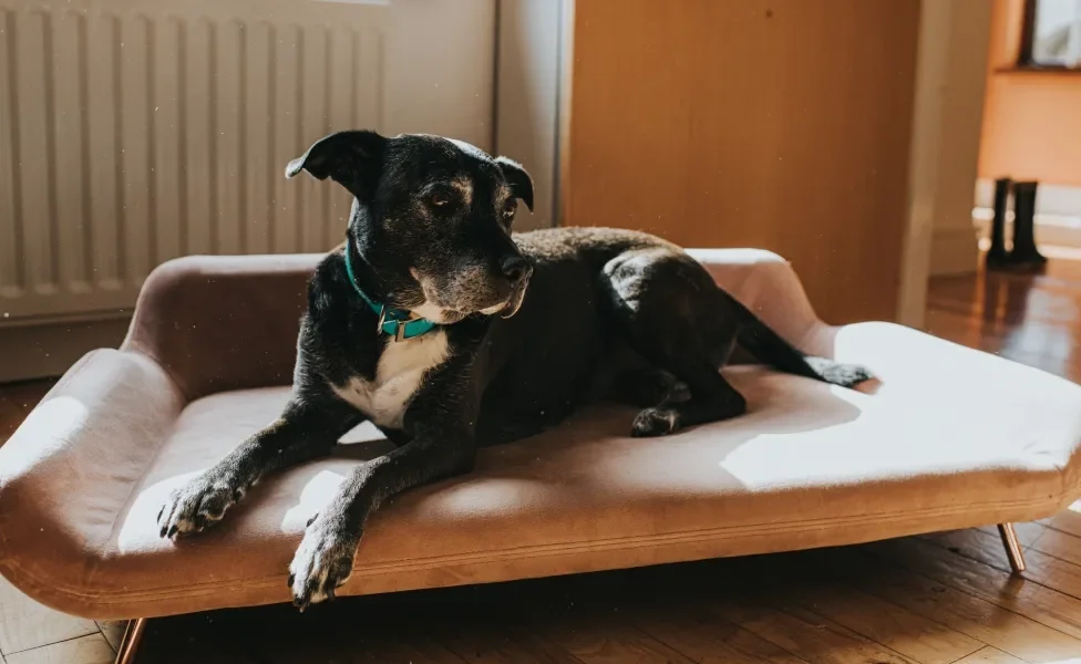 cão deitado em uma cama para cachorro tipo sofá