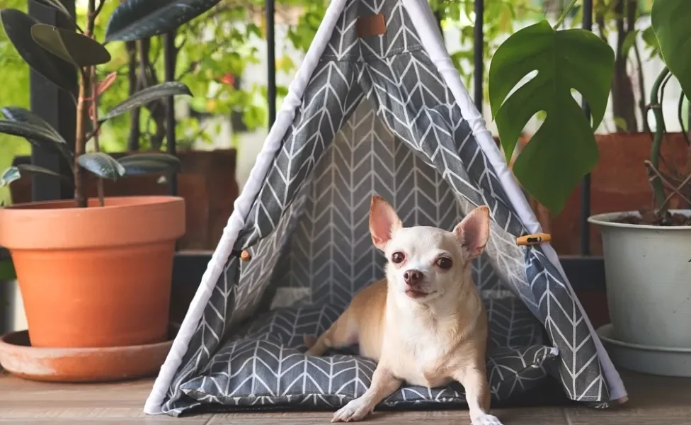 cão deitado dentro de cama para cachorro em formato de cabana