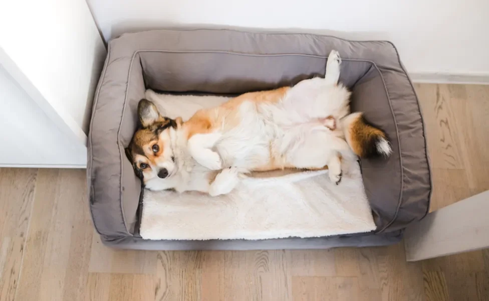 cão deitado em uma cama para cachorro em formato de sofá