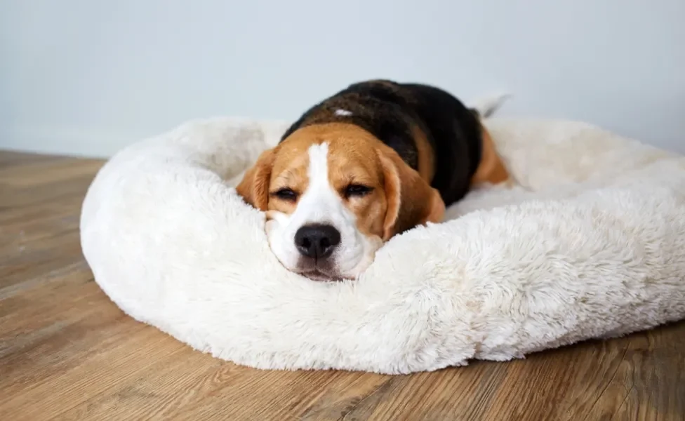 cachorro deitado em cama para cachorro