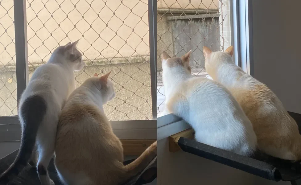 gatos sentados em uma capa suspensa para gatos