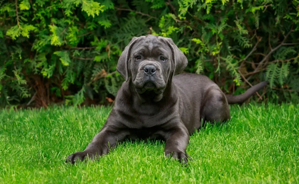 Cane Corso deitado em grama