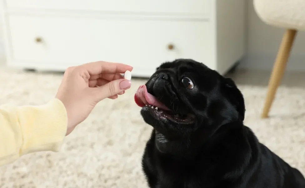 cachorro olhando para mão de tutor segurando remédio