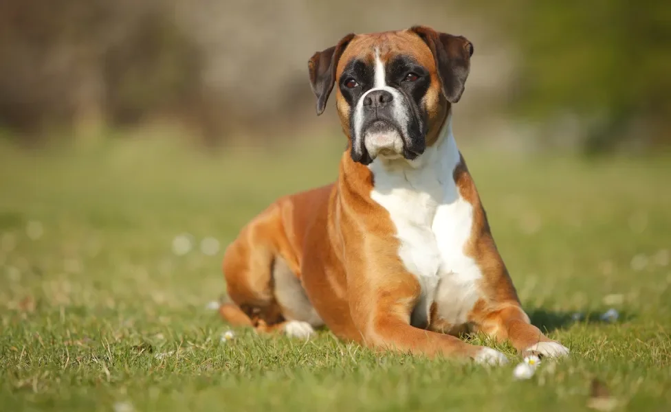 cachorro boxer